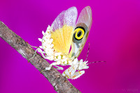 Spiny Flower Mantis (Pseudocreobotra wahlbergii) cr